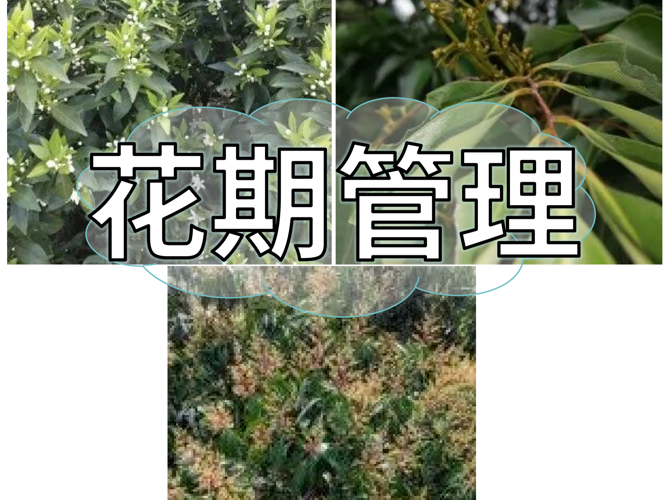 想要今年收成好，首先得促好花壯好花