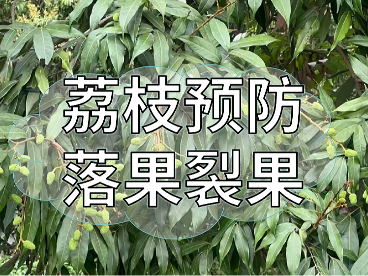 荔枝小年更要防裂防落，接下來建議這樣管