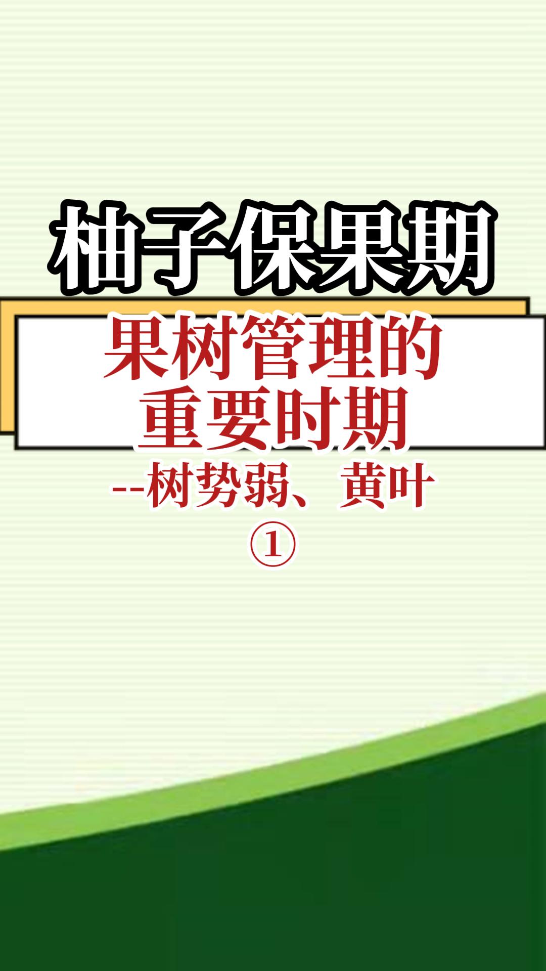 柚子保果期果樹管理重要時(shí)期--樹勢弱 黃葉1