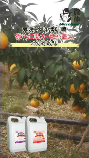 愛媛38 連續(xù)葉噴微補(bǔ)紅果力+微補(bǔ)蓋力2次的效果