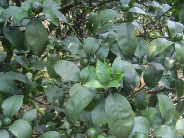 微補(bǔ)三級(jí)火箭方案有如此神奇功效？