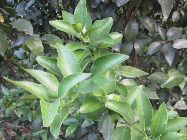 微補(bǔ)三級(jí)火箭方案有如此神奇功效？