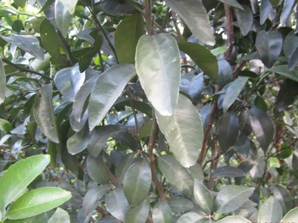 微補(bǔ)三級(jí)火箭方案有如此神奇功效？