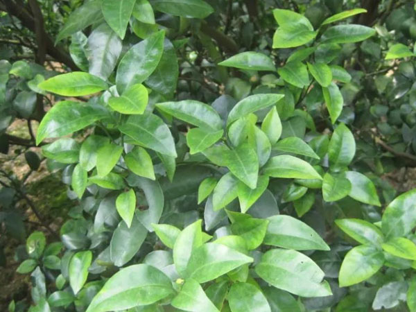 微補(bǔ)三級(jí)火箭方案有如此神奇功效？