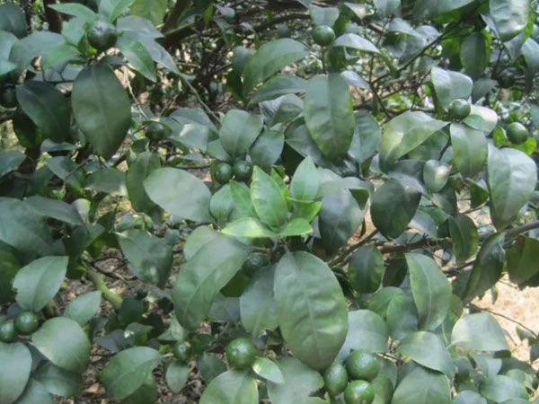 微補(bǔ)三級(jí)火箭方案有如此神奇功效？