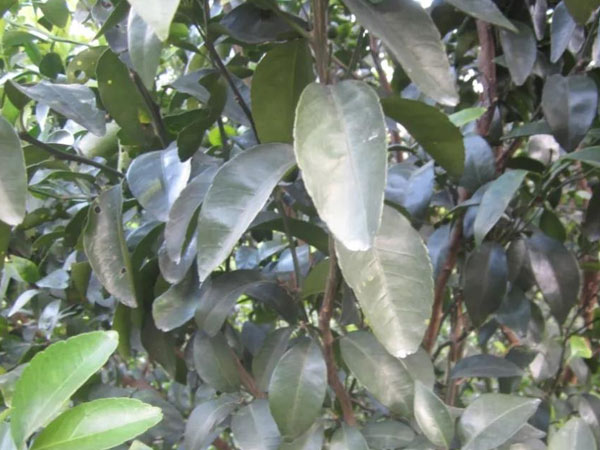 微補(bǔ)三級(jí)火箭方案有如此神奇功效？