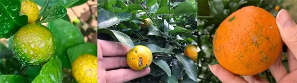 采果前后生防病蟲害，效益最佳?！