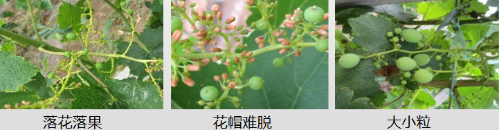 葡萄營(yíng)養(yǎng)方案