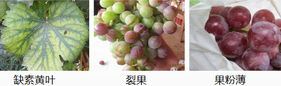 葡萄營(yíng)養(yǎng)方案