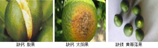 柑橘營養(yǎng)方案