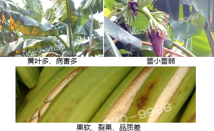 香蕉營養(yǎng)方案