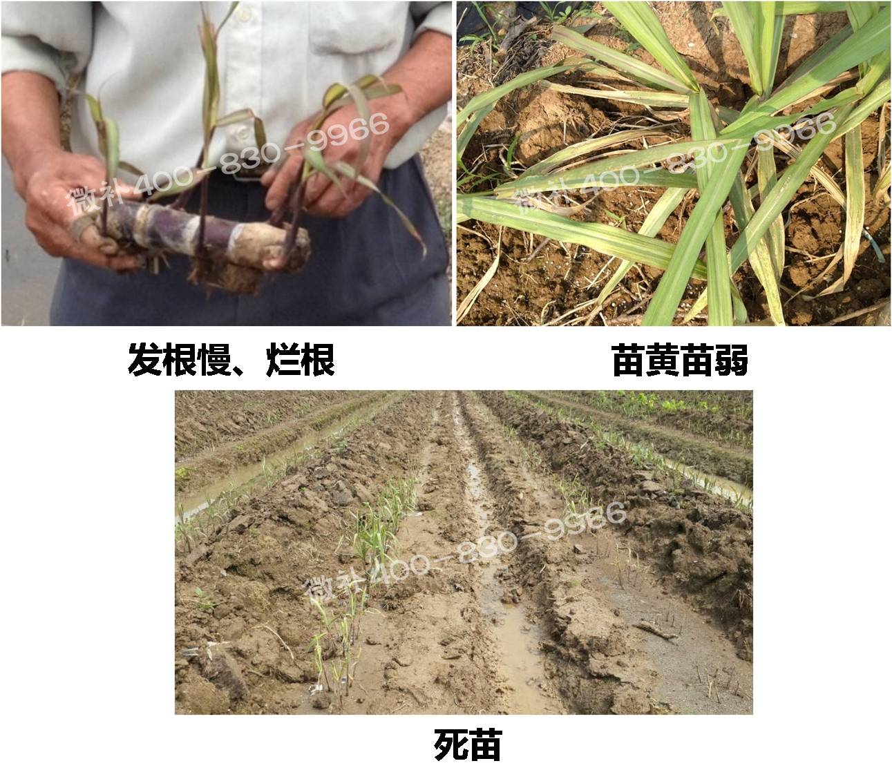 甘蔗營養(yǎng)方案