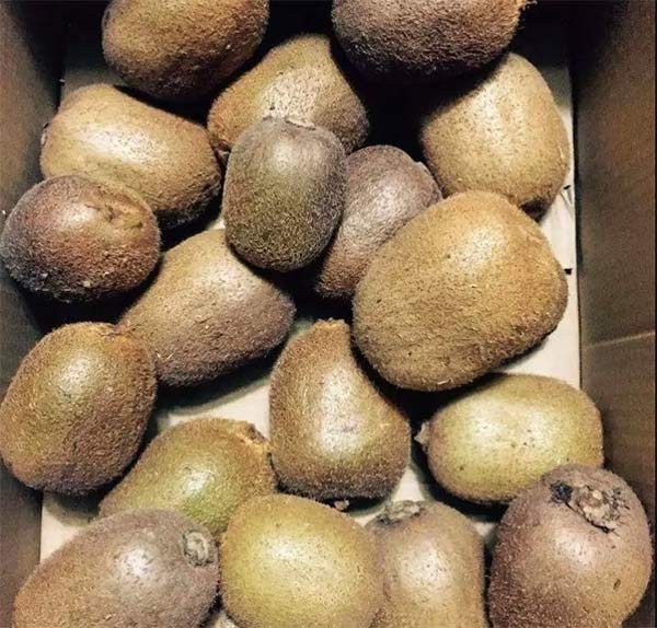 采果前后生防病蟲害，效益最佳?！