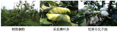 蜜柚營養(yǎng)方案
