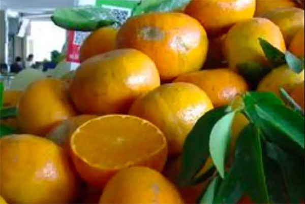 采果前后生防病蟲害，效益最佳?！