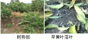 芒果營養(yǎng)方案