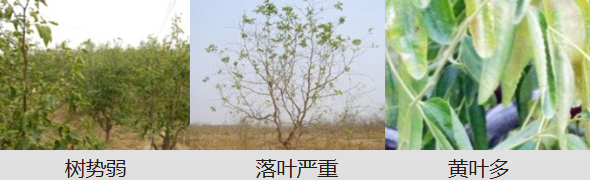 冬棗營(yíng)養(yǎng)方案