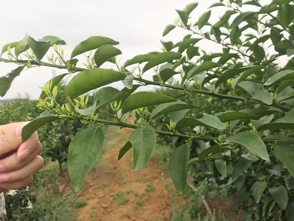 秋梢期，柑橘果農(nóng)都在做這件事……