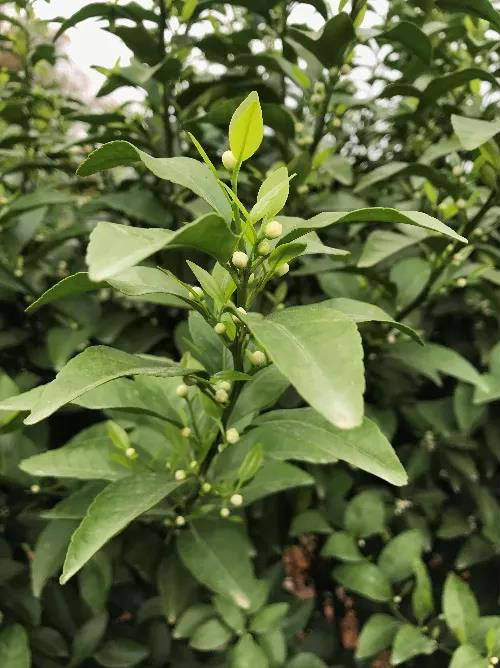 秋梢期，柑橘果農(nóng)都在做這件事……