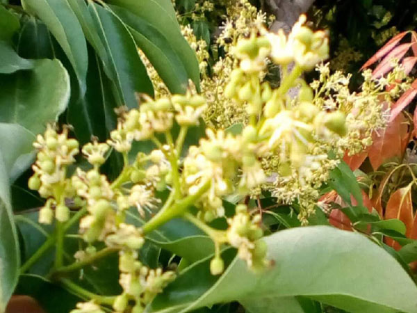 荔枝園連年高產(chǎn)，秘訣在這里