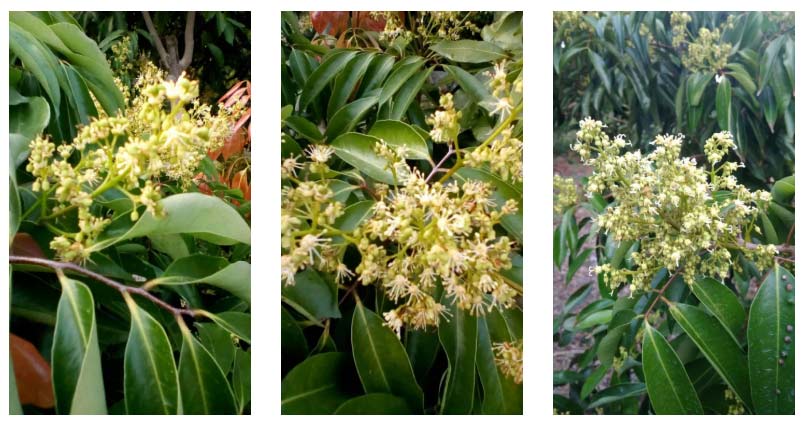 荔枝園連年高產(chǎn)，秘訣在這里