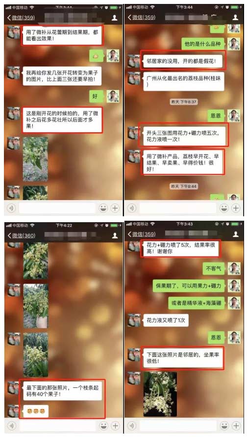 荔枝園連年高產(chǎn)，秘訣在這里