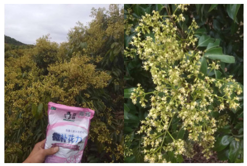 荔枝園連年高產(chǎn)，秘訣在這里