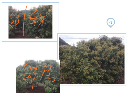 荔枝園連年高產(chǎn)，秘訣在這里