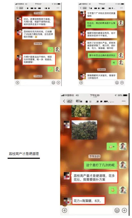 荔枝園連年高產(chǎn)，秘訣在這里