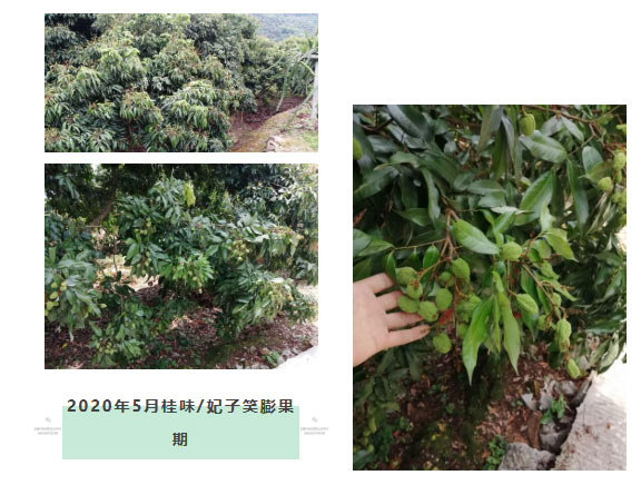 荔枝園連年高產(chǎn)，秘訣在這里