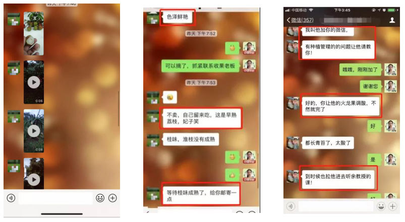 荔枝園連年高產(chǎn)，秘訣在這里