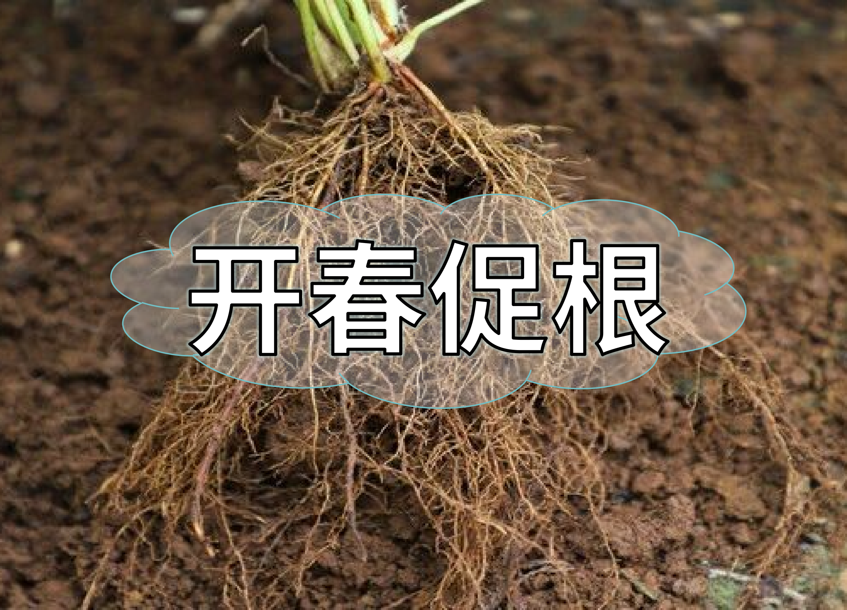 一年之計在于春，作物促根要認(rèn)真