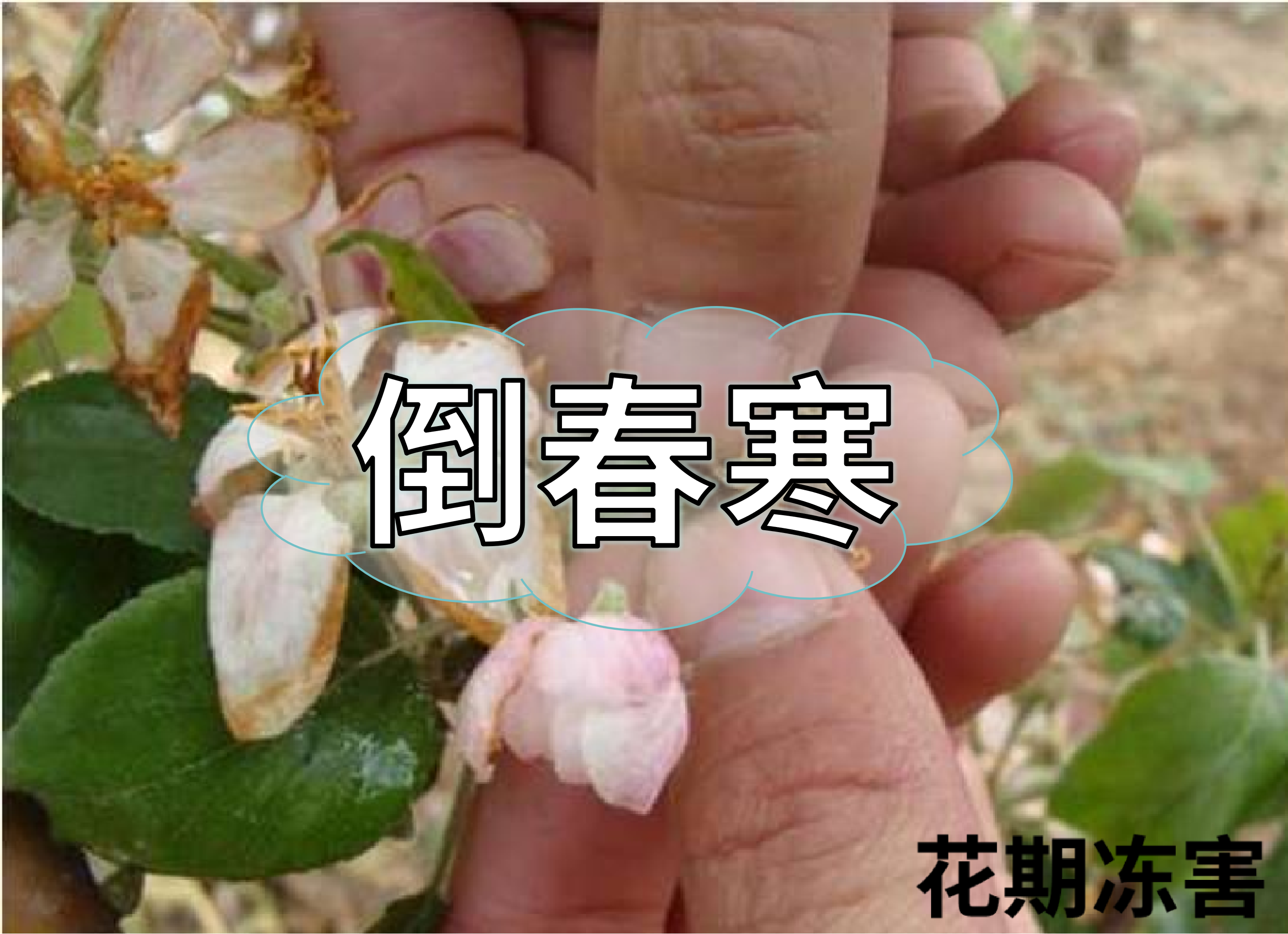 警惕倒春寒，如何預防倒春寒對農(nóng)作物的影響？